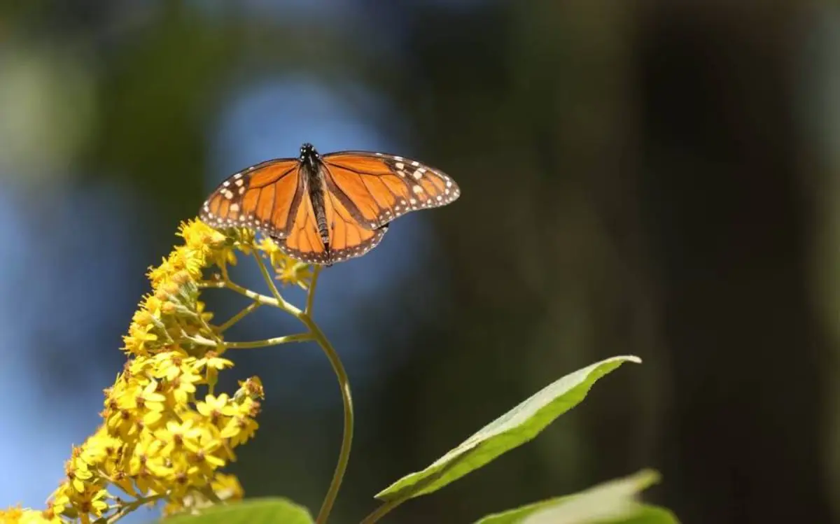 crisis de la mariposa monarca